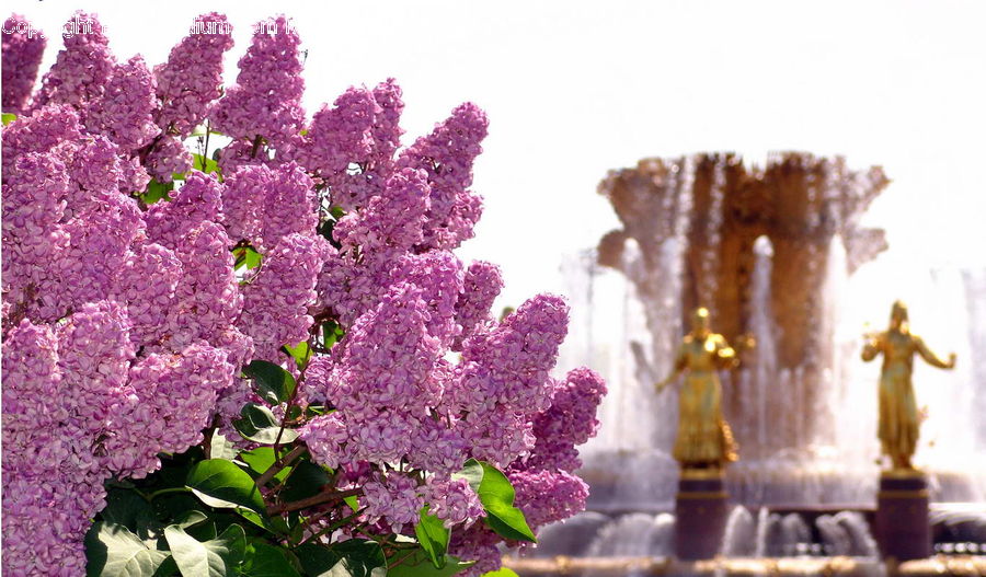 Fountain, Water, Blossom, Flora, Flower, Plant, Lilac