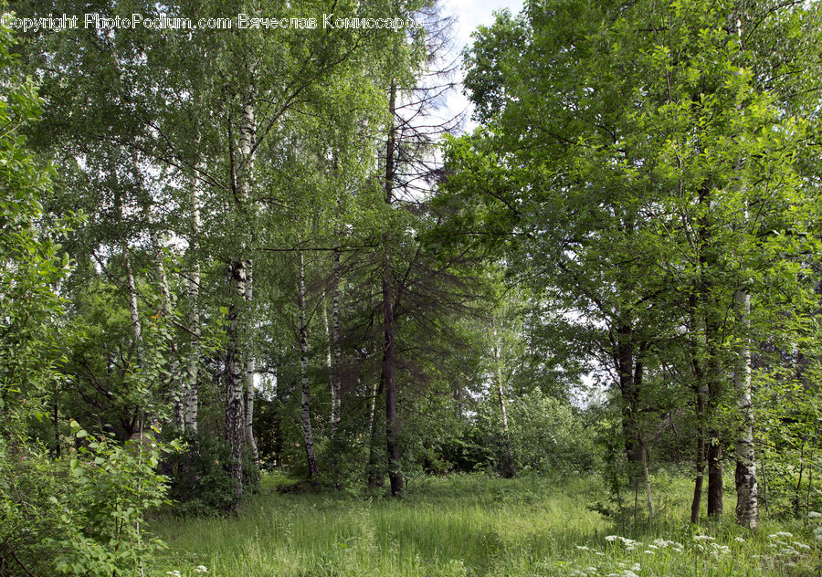 Forest, Vegetation, Birch, Tree, Wood, Conifer, Fir