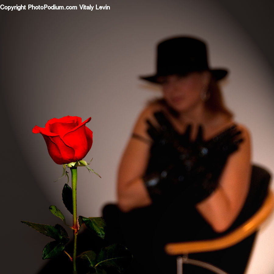 Blossom, Flower, Plant, Rose, People, Person, Human