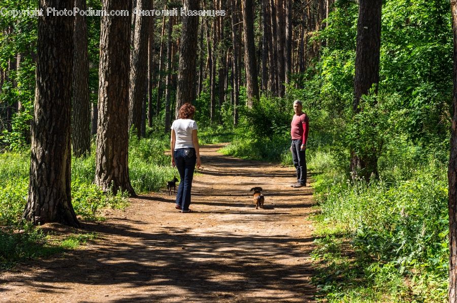 Forest, Vegetation, Dirt Road, Gravel, Road, Path, Trail