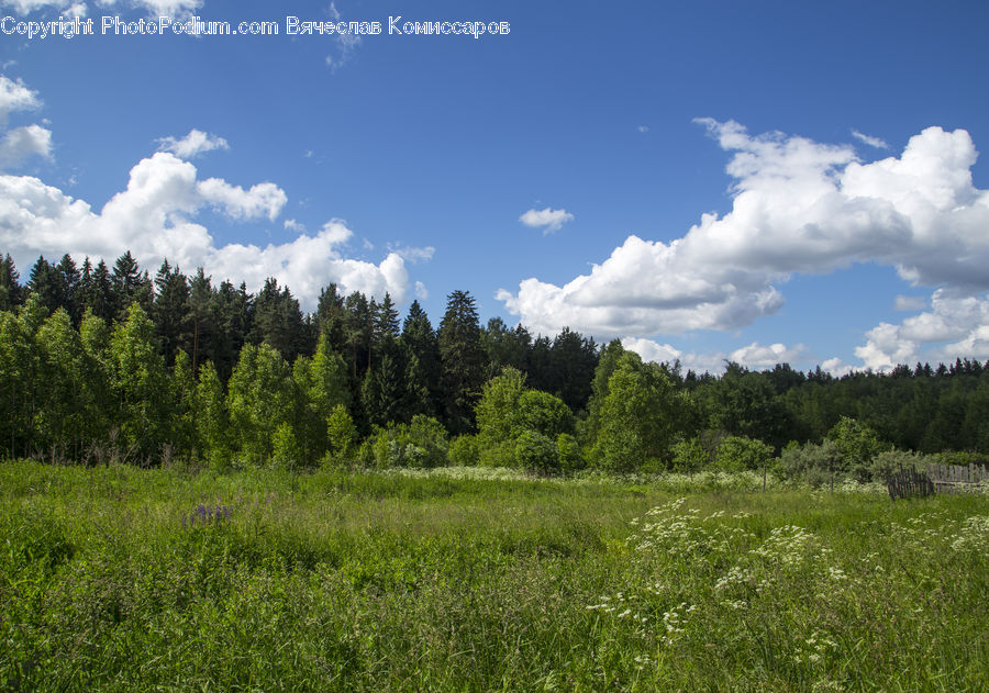 Field, Grass, Grassland, Land, Outdoors, Meadow, Pasture