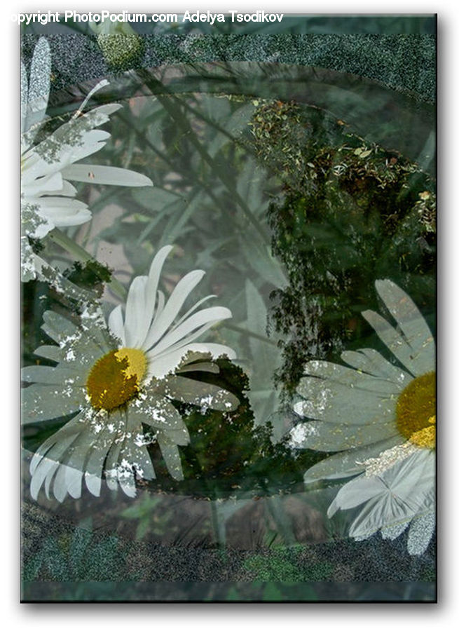 Plant, Potted Plant, Art, Flower, Flower Arrangement, Flower Bouquet, Daisies