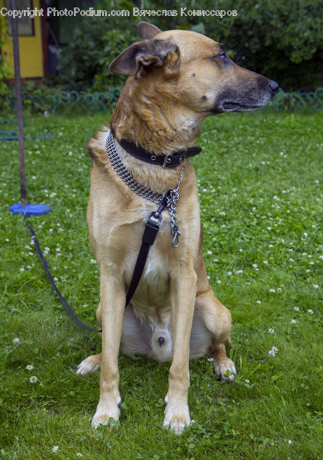 Plant, Potted Plant, Animal, Canine, Dog, Labrador Retriever, Mammal