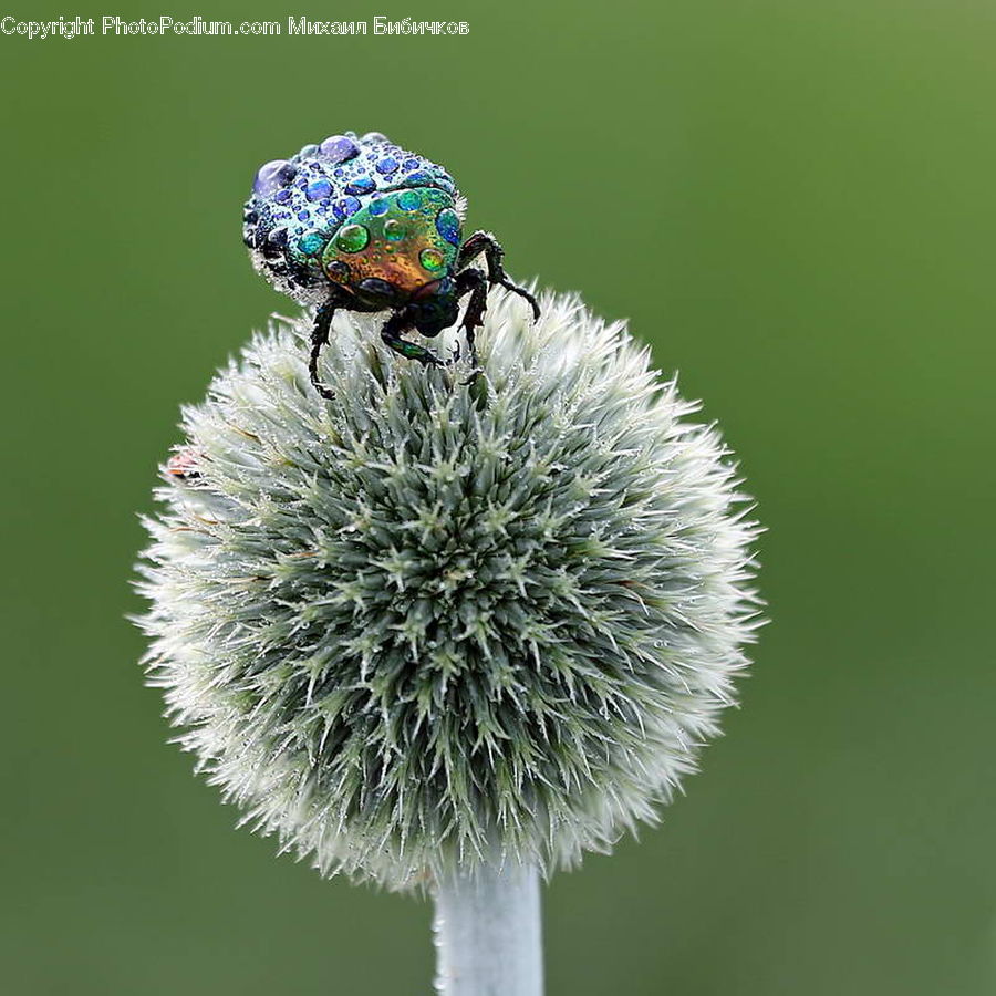 Flora, Flower, Plant, Thistle, Weed, Dung Beetle, Insect