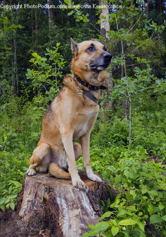 Tree Stump, Animal, Canine, Mammal, Red Wolf, Wolf, Blossom