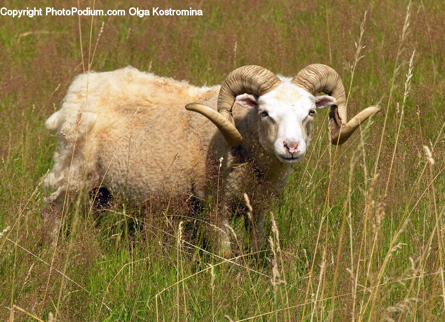 Animal, Goat, Mammal, Mountain Goat, Field, Grass, Grassland