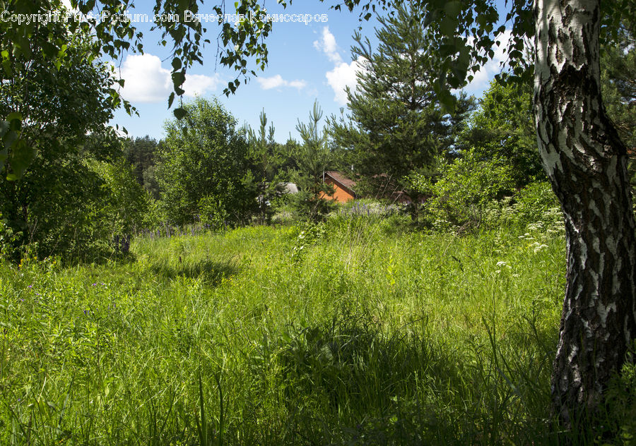 Oak, Tree, Wood, Field, Grass, Grassland, Plant