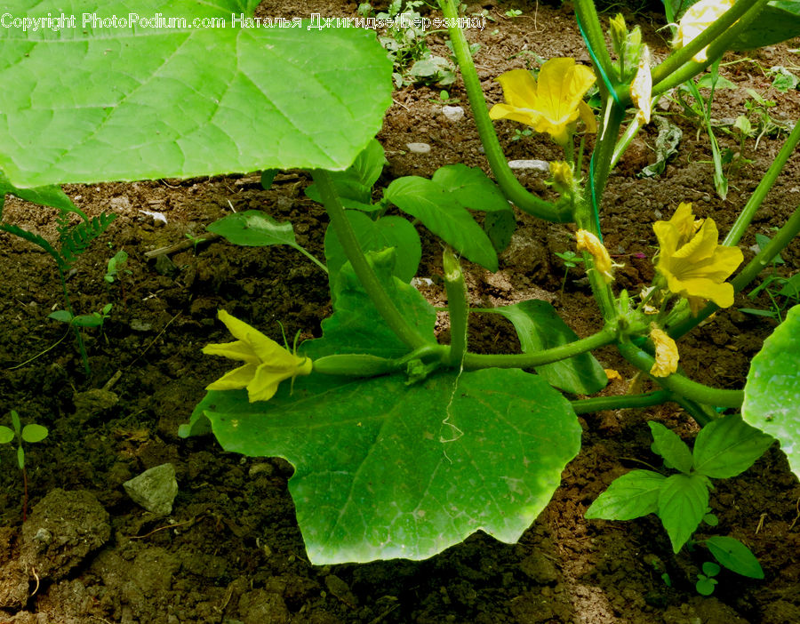 Plant, Soil, Blossom, Flora, Flower, Herbal, Herbs