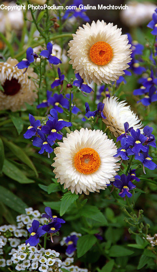Flora, Flower, Iris, Plant, Flower Arrangement, Flower Bouquet, Daisies