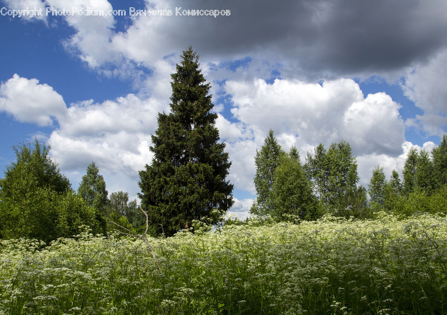 Field, Grass, Grassland, Land, Outdoors, Forest, Jungle