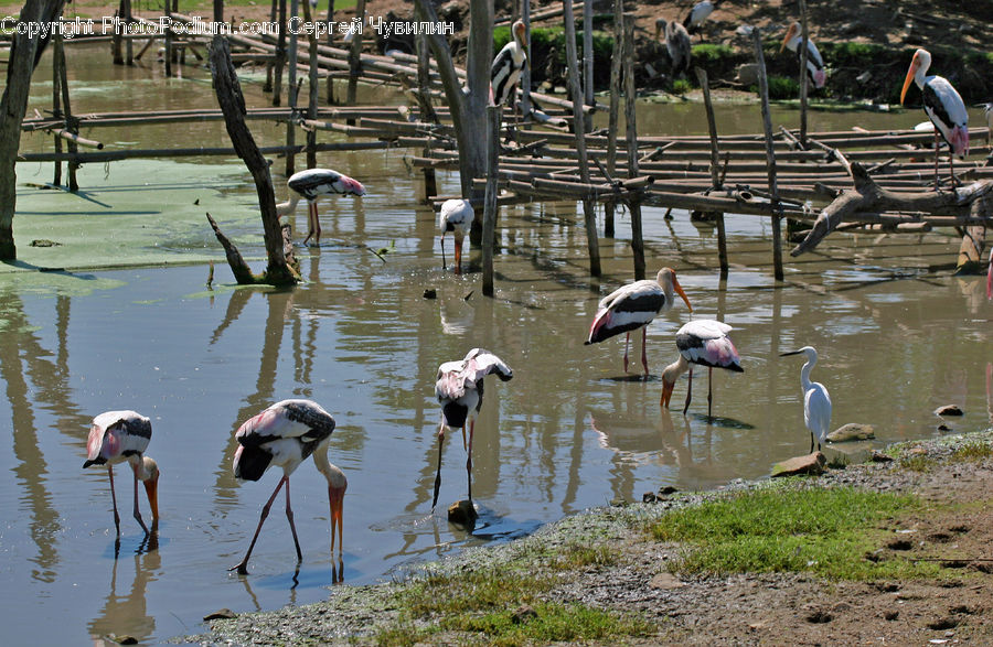 Bird, Stork, Flamingo, Flock, Crane Bird, Heron, Waterfowl
