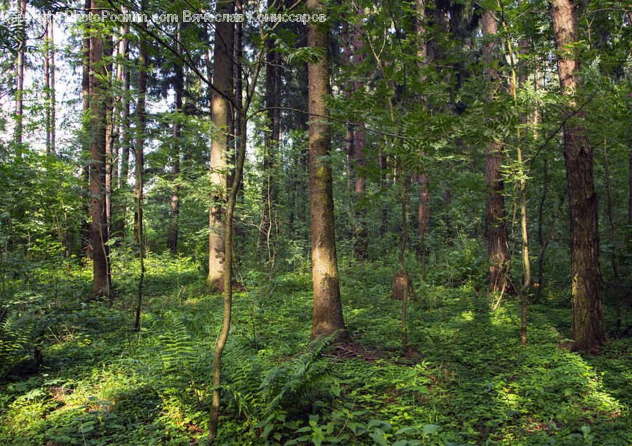 Forest, Vegetation, Jungle, Rainforest, Fir, Grove, Land