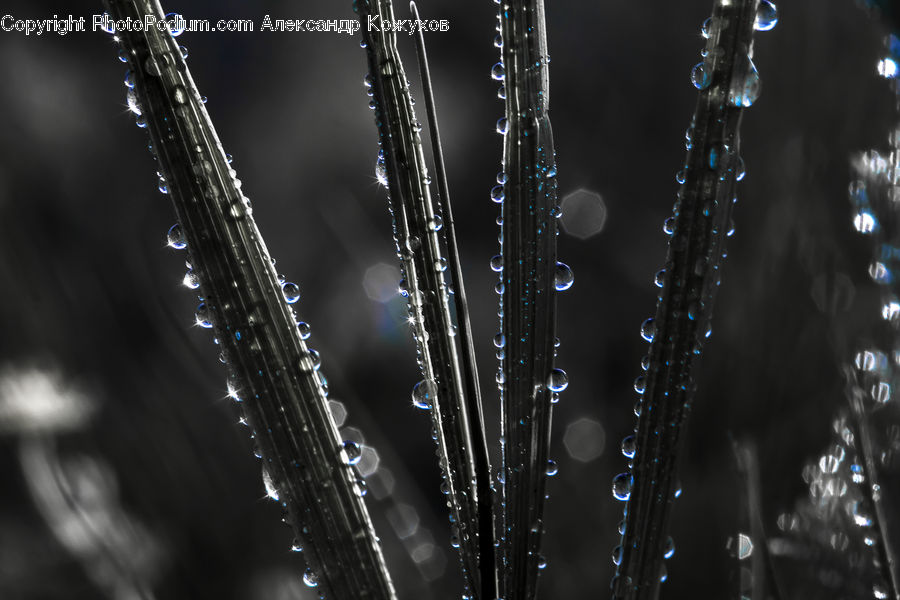 Ice, Icicle, Snow, Winter, Field, Grass, Grassland