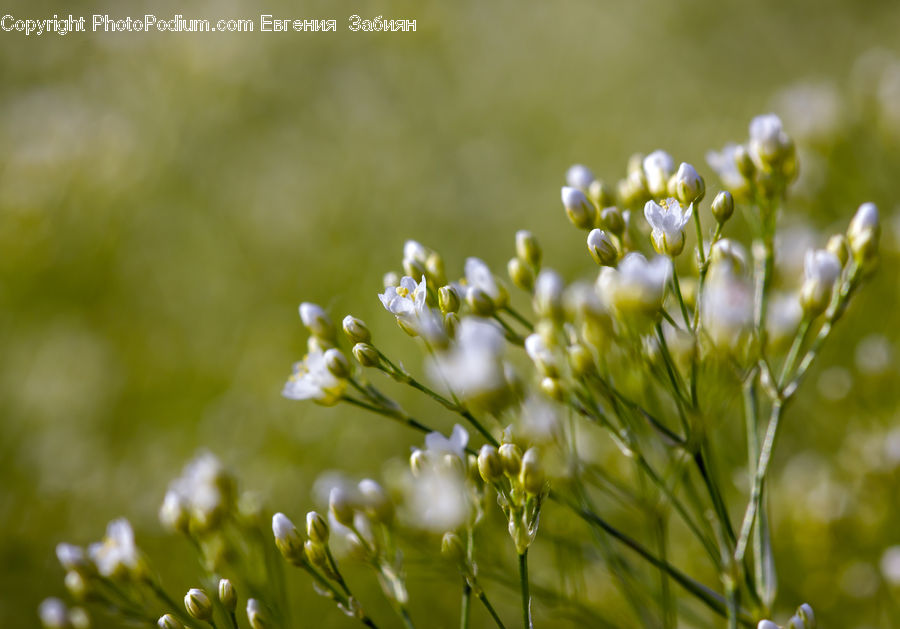 Blossom, Flora, Flower, Plant, Dill, Field, Grass