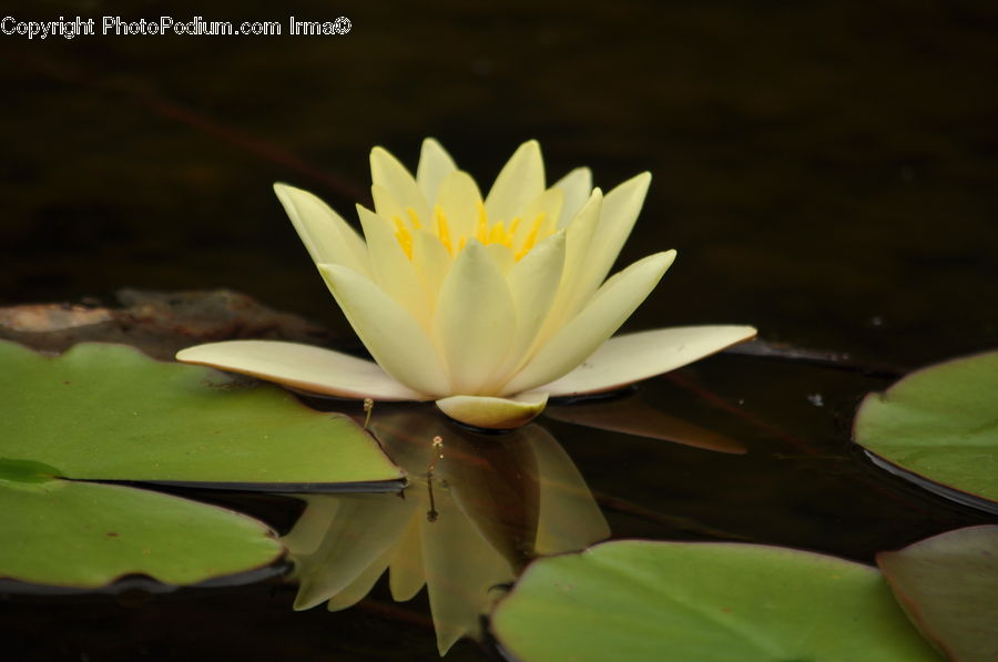 Flower, Lily, Plant, Pond Lily, Blossom, Flora