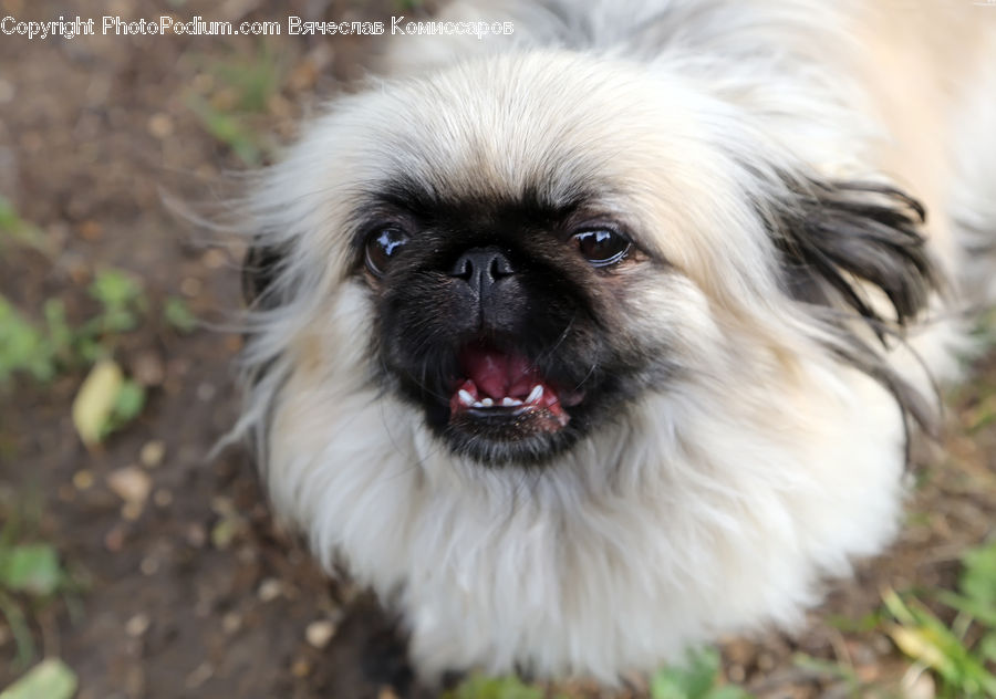 Animal, Pet, Affenpinscher, Canine, Dog, Mammal