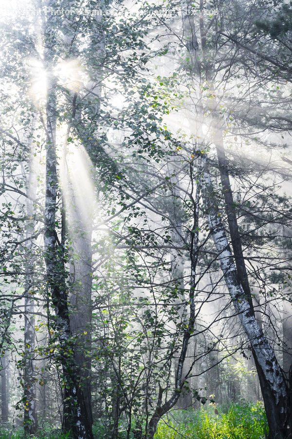 Forest, Vegetation, Conifer, Fir, Plant, Tree, Grove