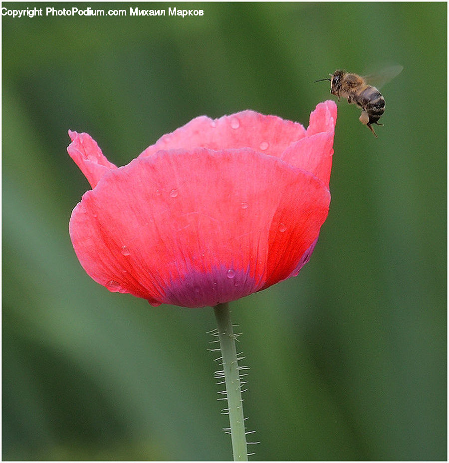 Blossom, Flora, Flower, Plant, Poppy, Carnation