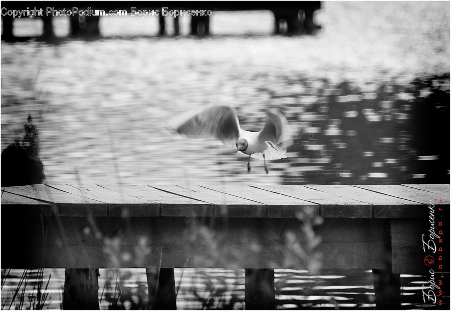 Bird, Seagull, Pigeon, X-Ray, Collage, Poster, Dock