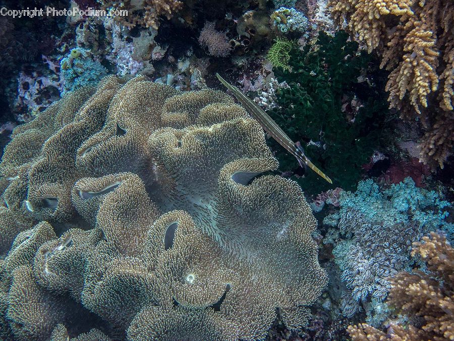 Alcyonacea, Brain Coral, Coral Reef, Invertebrate, Reef, Sea Life, Outdoors