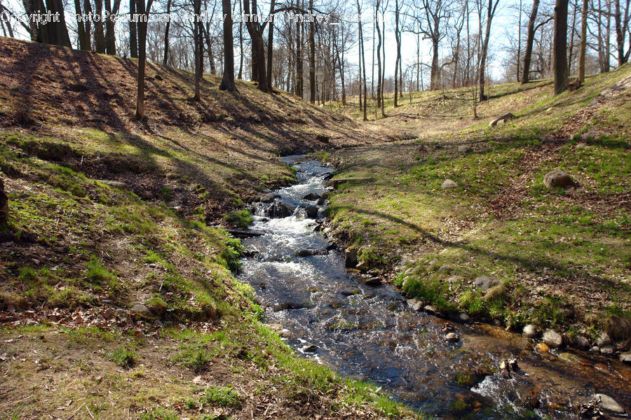 Creek, Outdoors, River, Water, Ditch, Forest, Vegetation