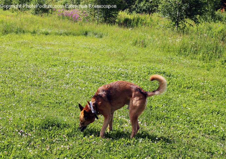 Animal, Mammal, Rodent, Squirrel, Beagle, Canine, Dog