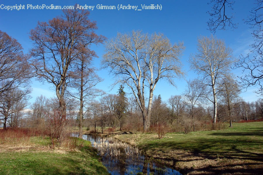 Field, Grass, Grassland, Land, Outdoors, Plant, Tree