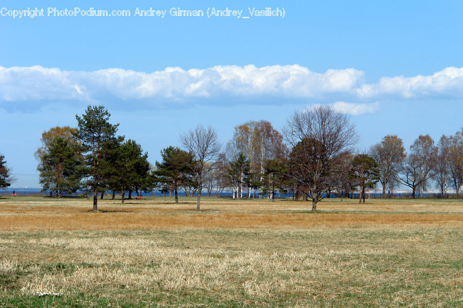Field, Grass, Grassland, Land, Outdoors, Landscape, Nature