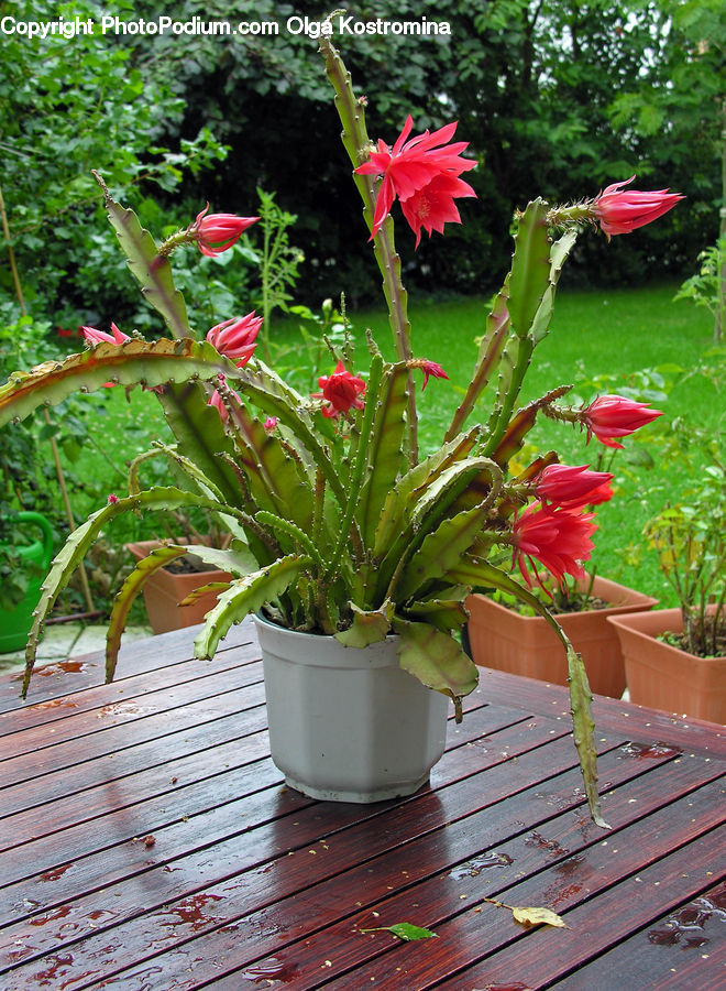 Plant, Potted Plant, Flora, Flower, Gladiolus, Blossom, Amaryllis