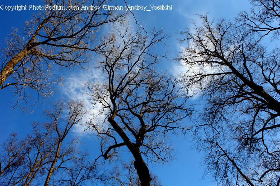 Plant, Tree, Conifer, Fir, Azure Sky, Cloud, Outdoors