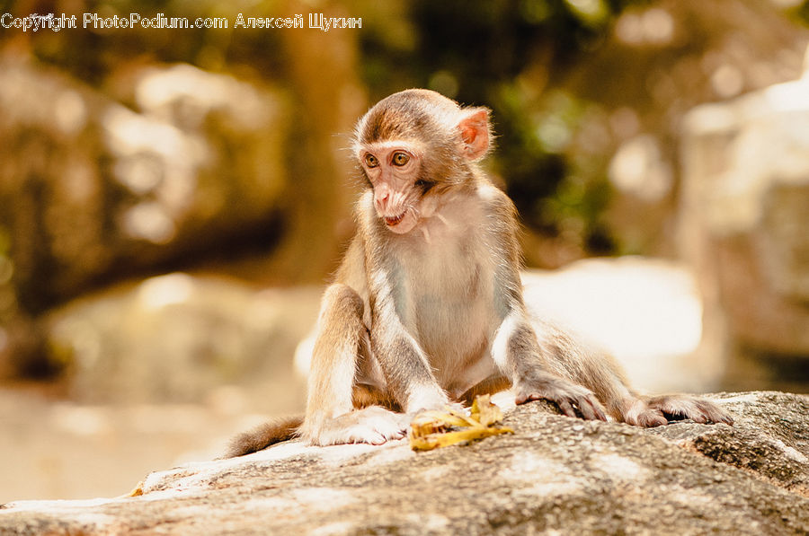 Animal, Mammal, Monkey, Abyssinian, Cat, Pet