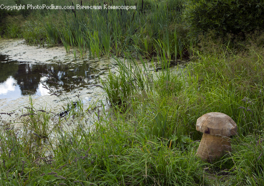 Land, Marsh, Outdoors, Swamp, Water, Blossom, Flora