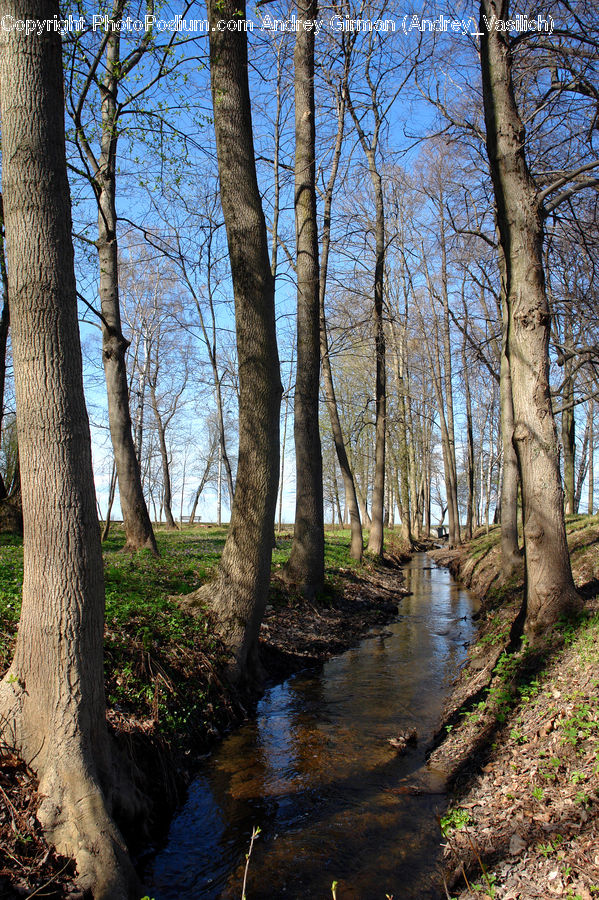 Birch, Tree, Wood, Creek, Outdoors, River, Water