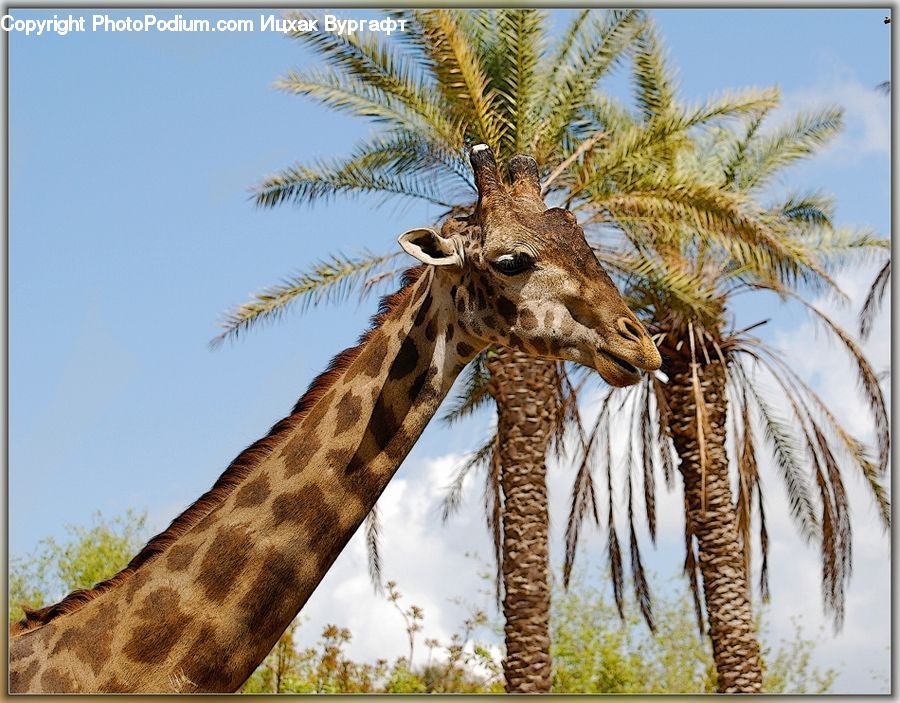 Animal, Giraffe, Mammal, Palm Tree, Plant, Tree, Field