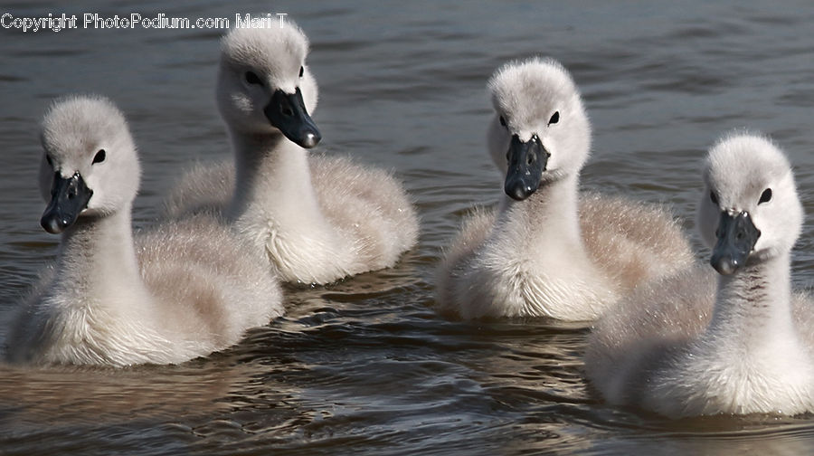 Bird, Swan, Waterfowl, Goose, Beak, Duck, Teal