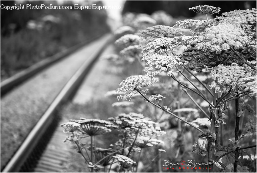 Rail, Train Track, Blossom, Flora, Flower, Plant, Potted Plant