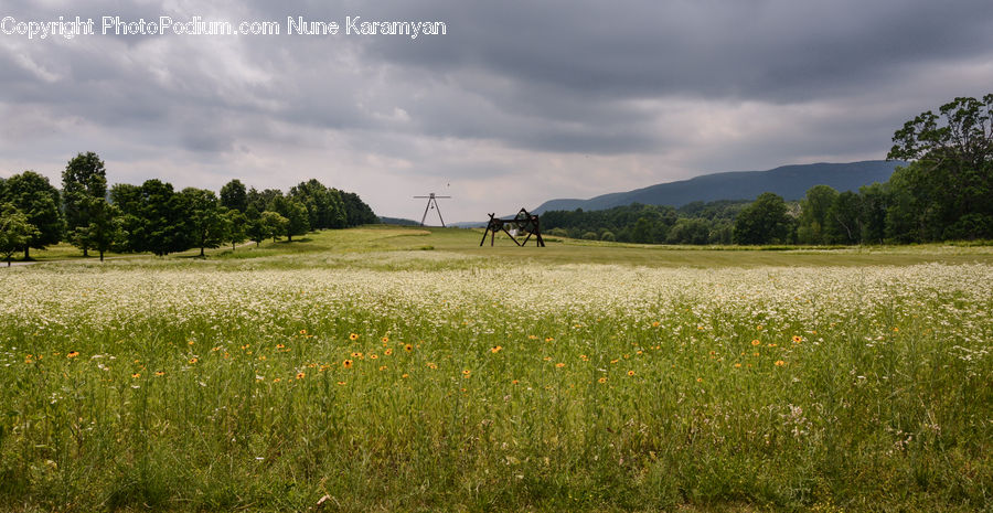 Field, Grass, Grassland, Land, Outdoors, Meadow, Pasture