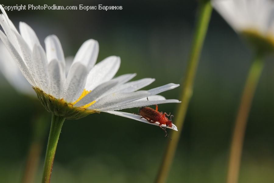 Ant, Insect, Invertebrate, Daisies, Daisy, Flower, Plant