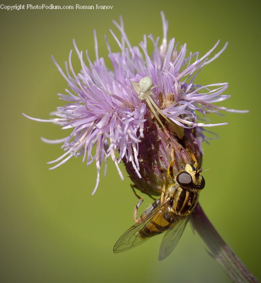 Bee, Bumblebee, Honey Bee, Insect, Invertebrate, Flora, Flower