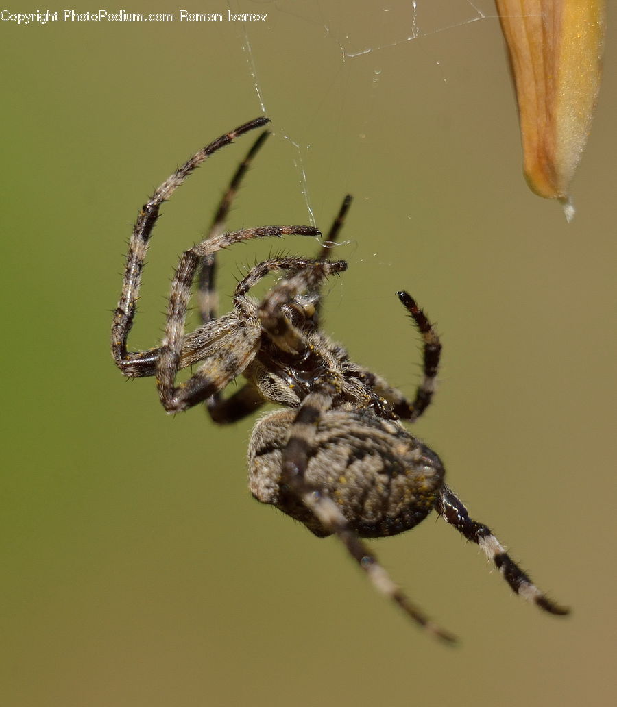 Arachnid, Garden Spider, Insect, Invertebrate, Spider