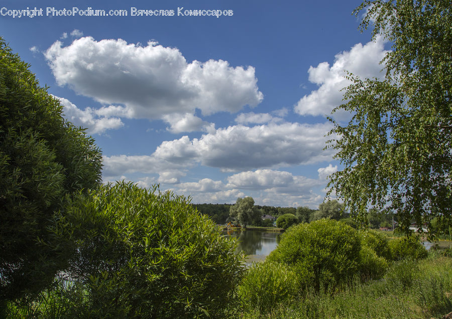 Cloud, Cumulus, Sky, Landscape, Nature, Scenery, Conifer