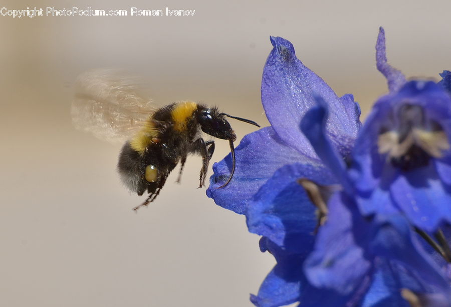 Andrena, Apidae, Bee, Bumblebee, Honey Bee, Insect, Invertebrate