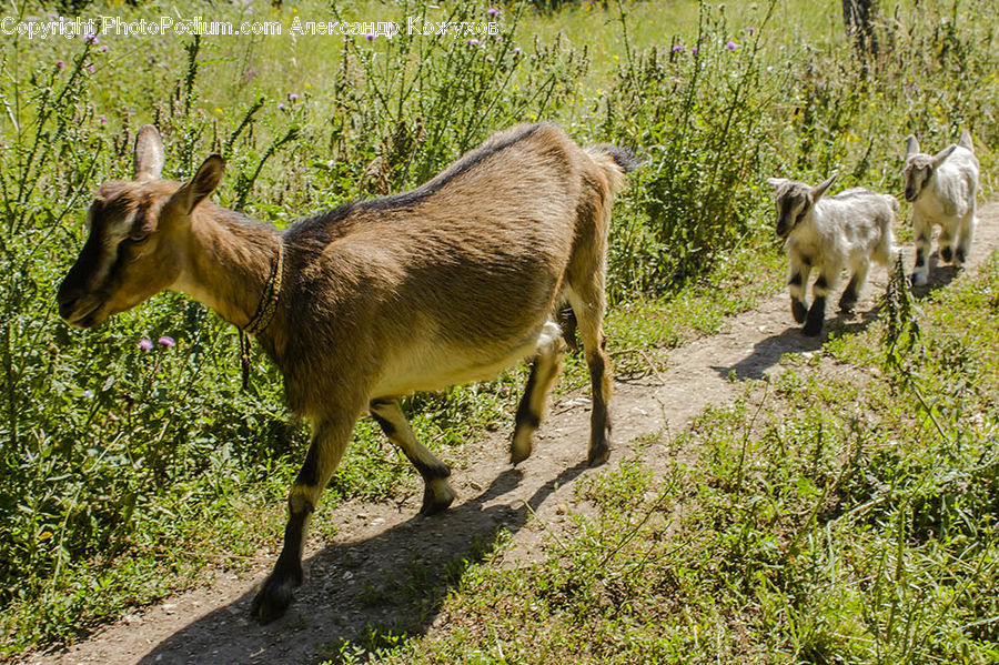 Animal, Goat, Mammal, Mountain Goat, Deer, Wildlife, Gazelle