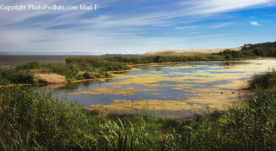 Land, Marsh, Outdoors, Swamp, Water, Grass, Plant