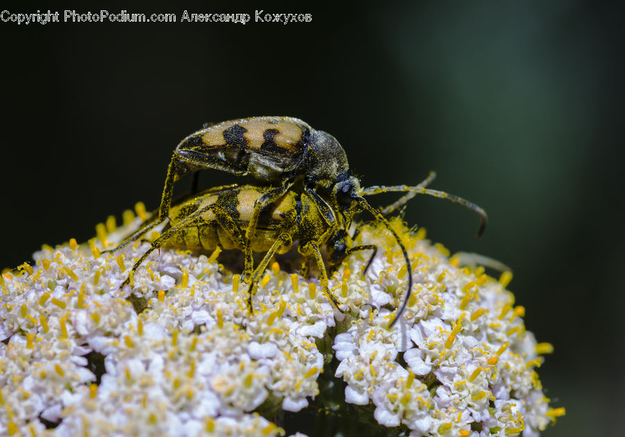Bee, Insect, Invertebrate, Arachnid, Garden Spider, Spider, Bumblebee