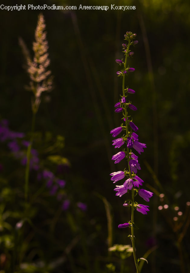 Flower, Lupin, Plant, Flora, Foxglove, Blossom, Field