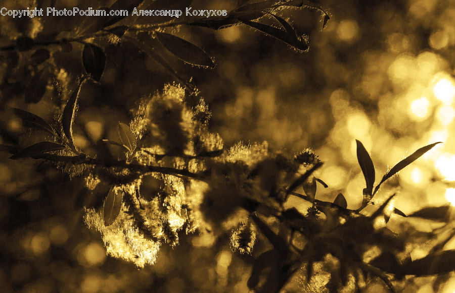 Flare, Light, Sunlight, Conifer, Fir, Plant, Tree