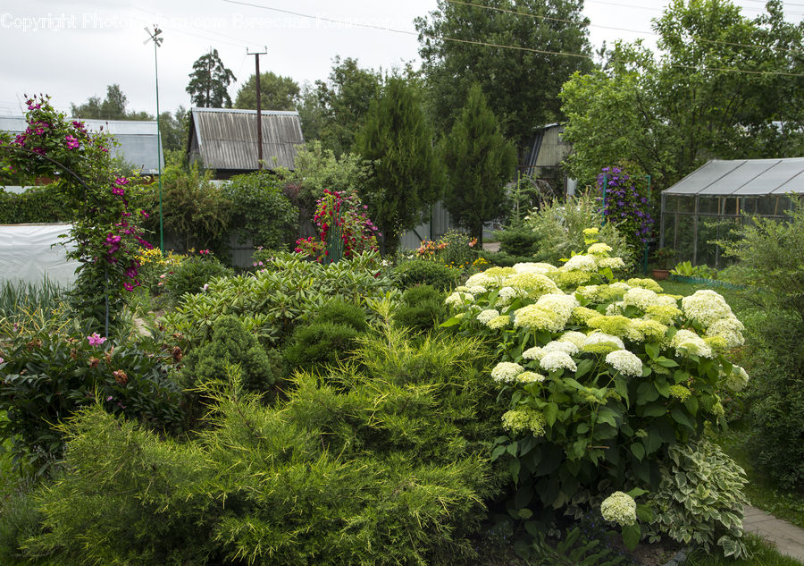 Greenhouse, Conifer, Fir, Plant, Tree, Potted Plant, Garden