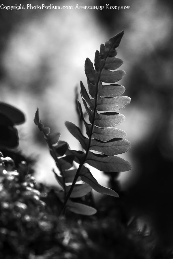 Fern, Plant, Conifer, Fir, Tree, Aloe, Blossom