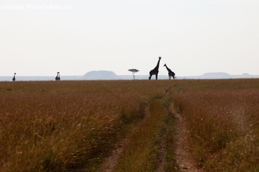 Animal, Giraffe, Mammal, Dirt Road, Gravel, Road, Field
